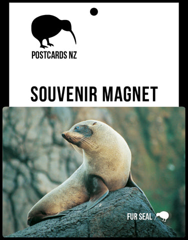 MGI095 - Fur Seal - Magnet - Postcards NZ Ltd