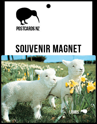 MGI099 - Lambs & Daffodils - Magnet - Postcards NZ Ltd