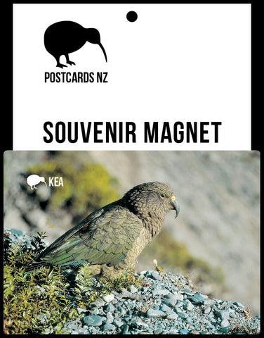 MGI108 - Kea - Magnet - Postcards NZ Ltd