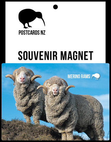 MGI111 - Merino Rams - Magnet - Postcards NZ Ltd