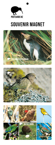 MGI5941 - Native Birds Magnet Set 2 - Postcards NZ Ltd
