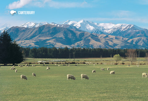 SCA290 - Sheep Grazng Mt Hutt - Small Postcard - Postcards NZ Ltd