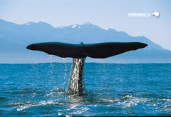 SCA632 - Sperm Whale Kaikoura Coast - Small Postcard - Postcards NZ Ltd