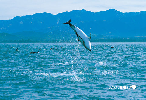 SCA633 - Dusky Dolphin Kaikoura Coast - Small Postcard - Postcards NZ Ltd