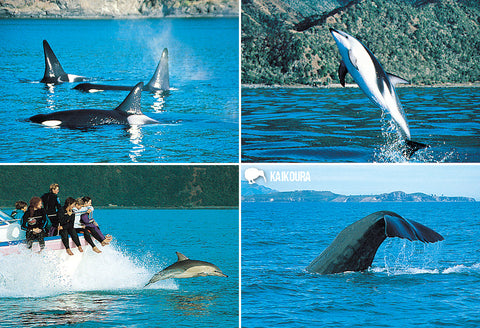 LGI077 - Whales - Large Postcard