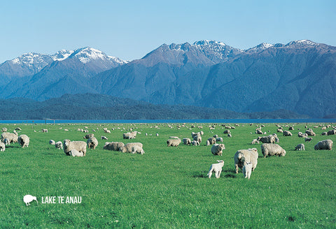 SFI669 - Sheep Lake Te Anau - Small Postcard - Postcards NZ Ltd