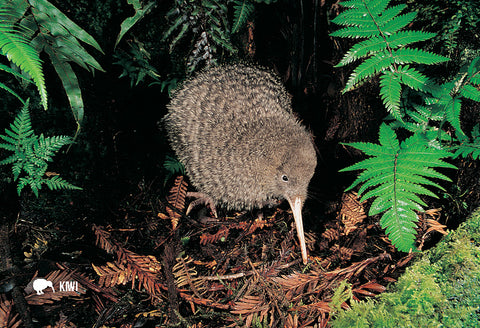 SGI487 - Little Spotted Kiwi - Small Postcard - Postcards NZ Ltd
