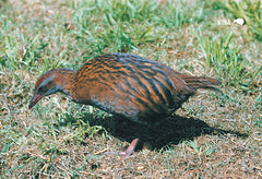 SGI491 - Weka  - Small Postcard - Postcards NZ Ltd