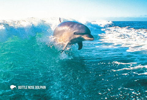 SGI492 - Bottle Nose Dolphin (Tursiops Truncatus) - Small P - Postcards NZ Ltd