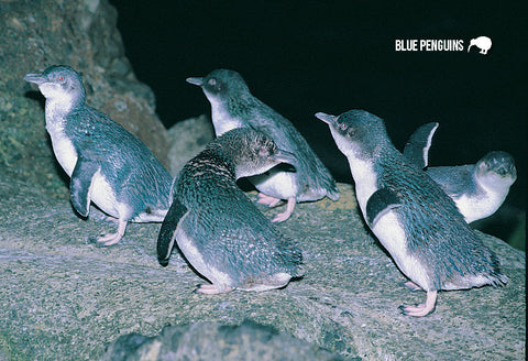 SGI495 - Little Blue Penguins - Small Postcard - Postcards NZ Ltd