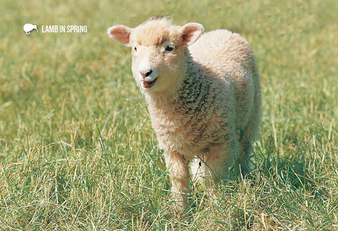 SGI497 - Lambs In Springtime - Small Postcard - Postcards NZ Ltd