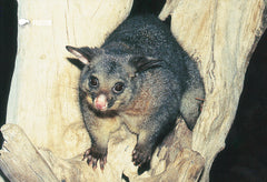 SGI505 - Possum - Small Postcard - Postcards NZ Ltd