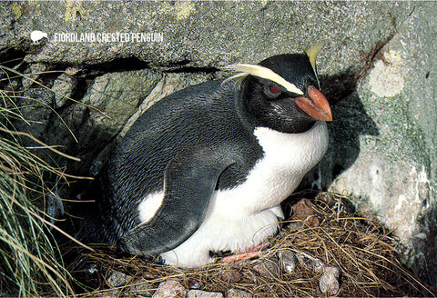 SGI508 - Fiordland Crested Penguin - Small Postcard - Postcards NZ Ltd