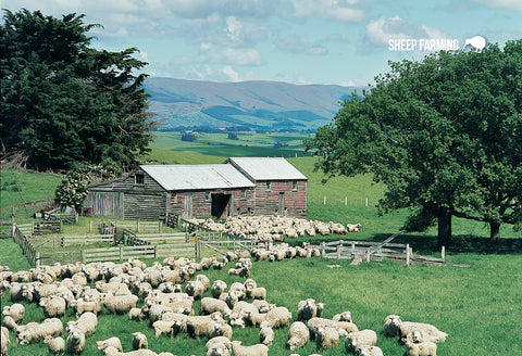 SGI512 - Sheep Scene - Small Postcard - Postcards NZ Ltd