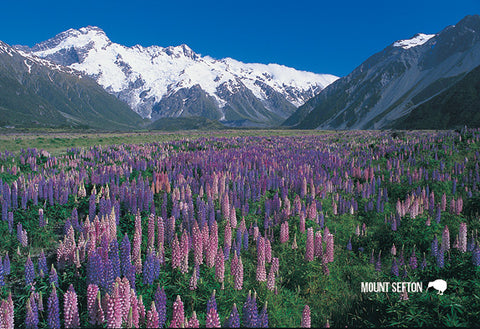 SMC341 - Mt Sefton And Lupins - Small Postcard - Postcards NZ Ltd