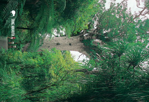 SNO679 - Tane Mahuta Kauri Tree - Small Postcard - Postcards NZ Ltd