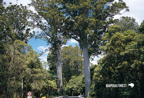 SNO681 - Darby & Joan Kauri Trees - Small Postcard - Postcards NZ Ltd