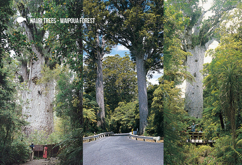 SNO710 - Kauri Trees, Waipoua - Small Postcard - Postcards NZ Ltd