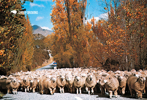 SOT391 - Wanaka Sheep Droving - Small Postcard - Postcards NZ Ltd