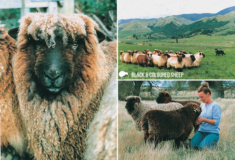 SRO224 - Coloured Sheep - Small Postcard - Postcards NZ Ltd