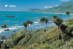 SWE1076 - Nikau Palms, Punakaiki - Small Postcard - Postcards NZ Ltd