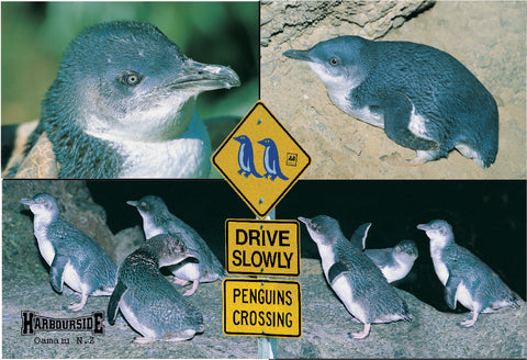 SOT575 - Oamaru Penguins 4 View - Postcards NZ Ltd
