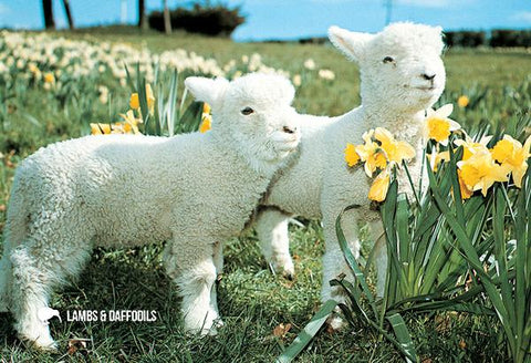LGI070 - Lambs & Daffodils - Large Postcard - Postcards NZ Ltd