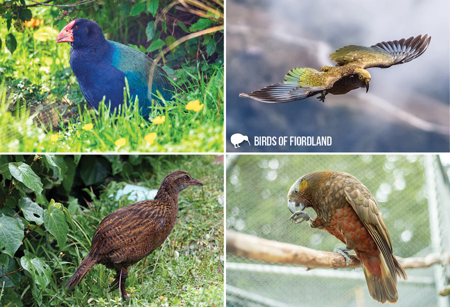 SGI1112 - Birds of Fiordland - Small Postcard - Postcards NZ Ltd