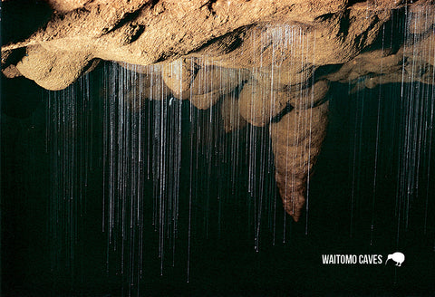 SWC956 - Glow-Worm Threads - Small Postcard - Postcards NZ Ltd