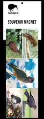 PGI131 - Native Birds - Panoramic Magnet - Postcards NZ Ltd