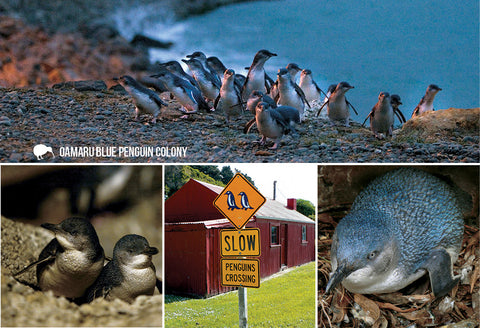 SOT1110 - Oamaru Blue Penguin Colony 4 View - Postcards NZ Ltd