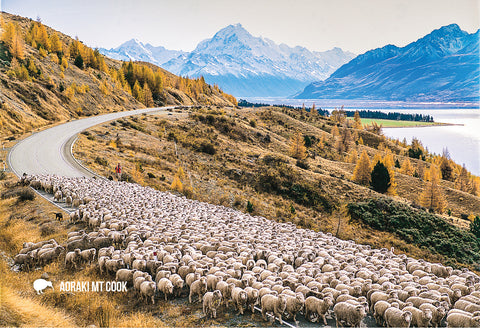 SMC347 - Mustering Sheep, Mt Cook - Small Postcard - Postcards NZ Ltd